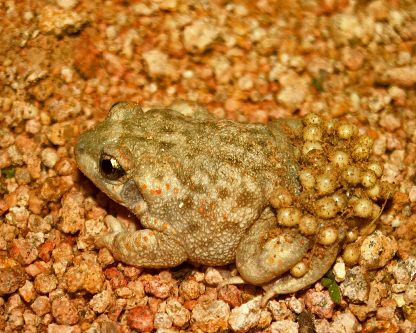 El otoño de los sapos parteros