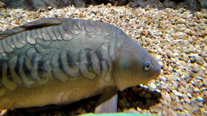 La cuestión de la carpa (Cyprinus carpio)