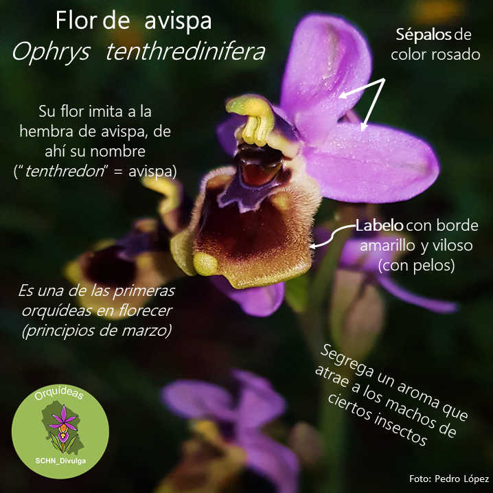 Flor de avispa.