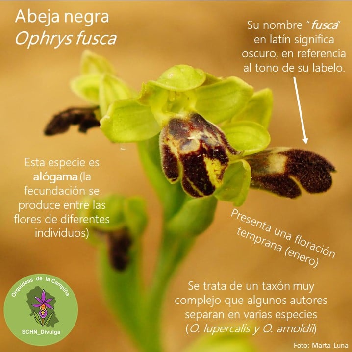Abeja negra