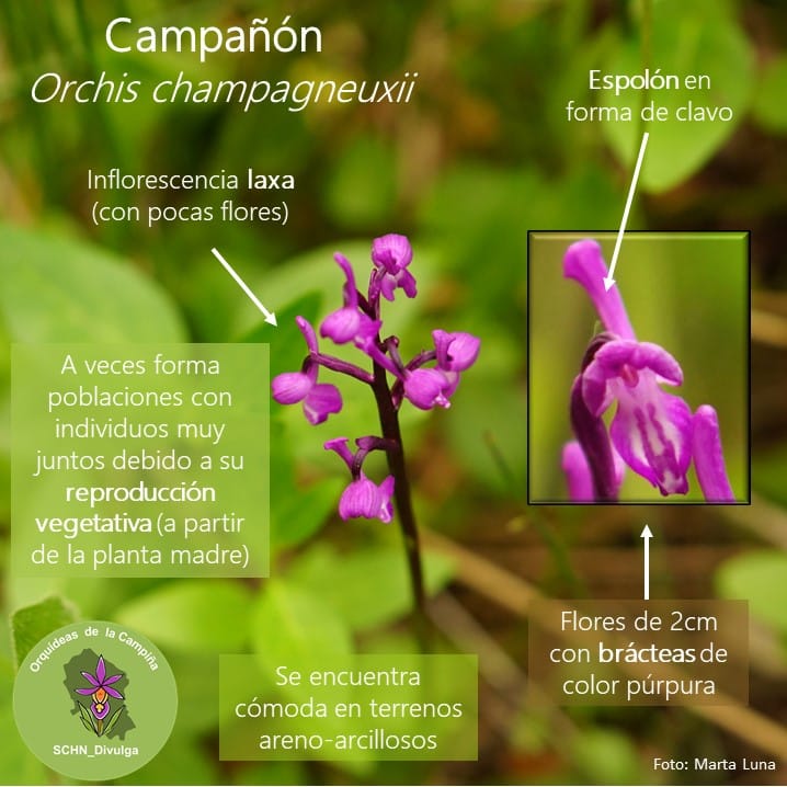 Campañón