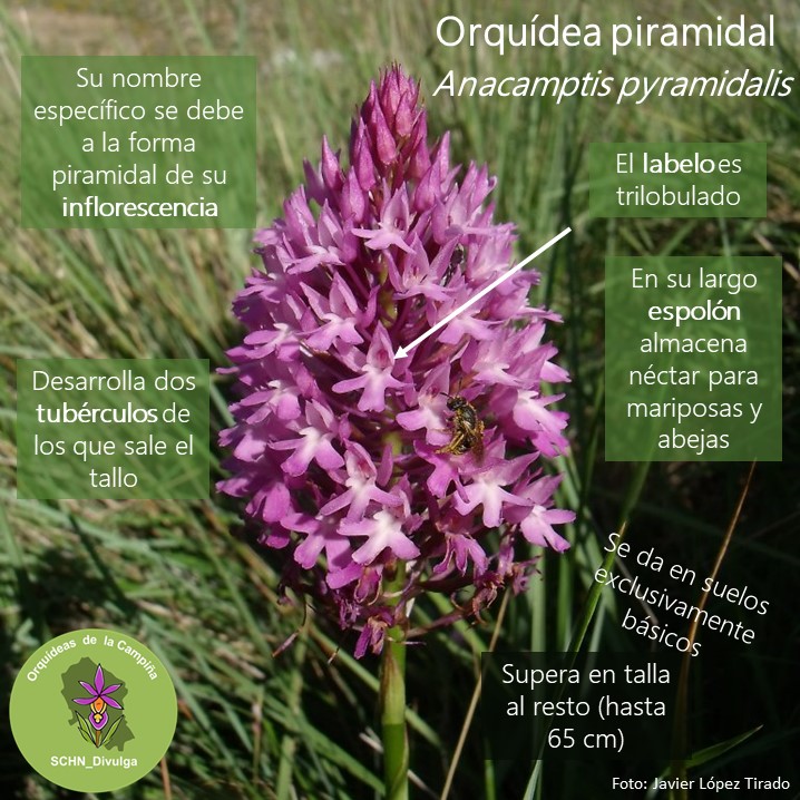 Orquídea piramidal