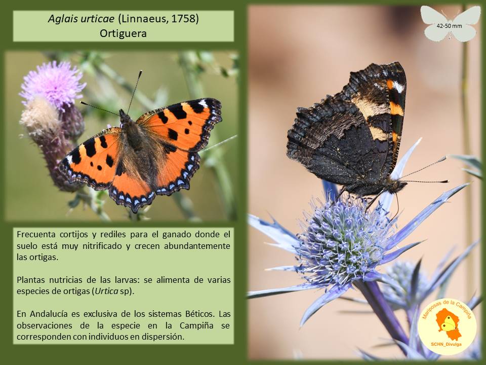Ortiguera