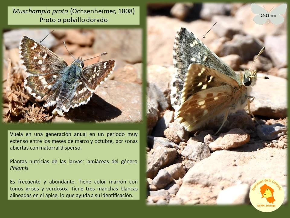Proto o polvillo dorado