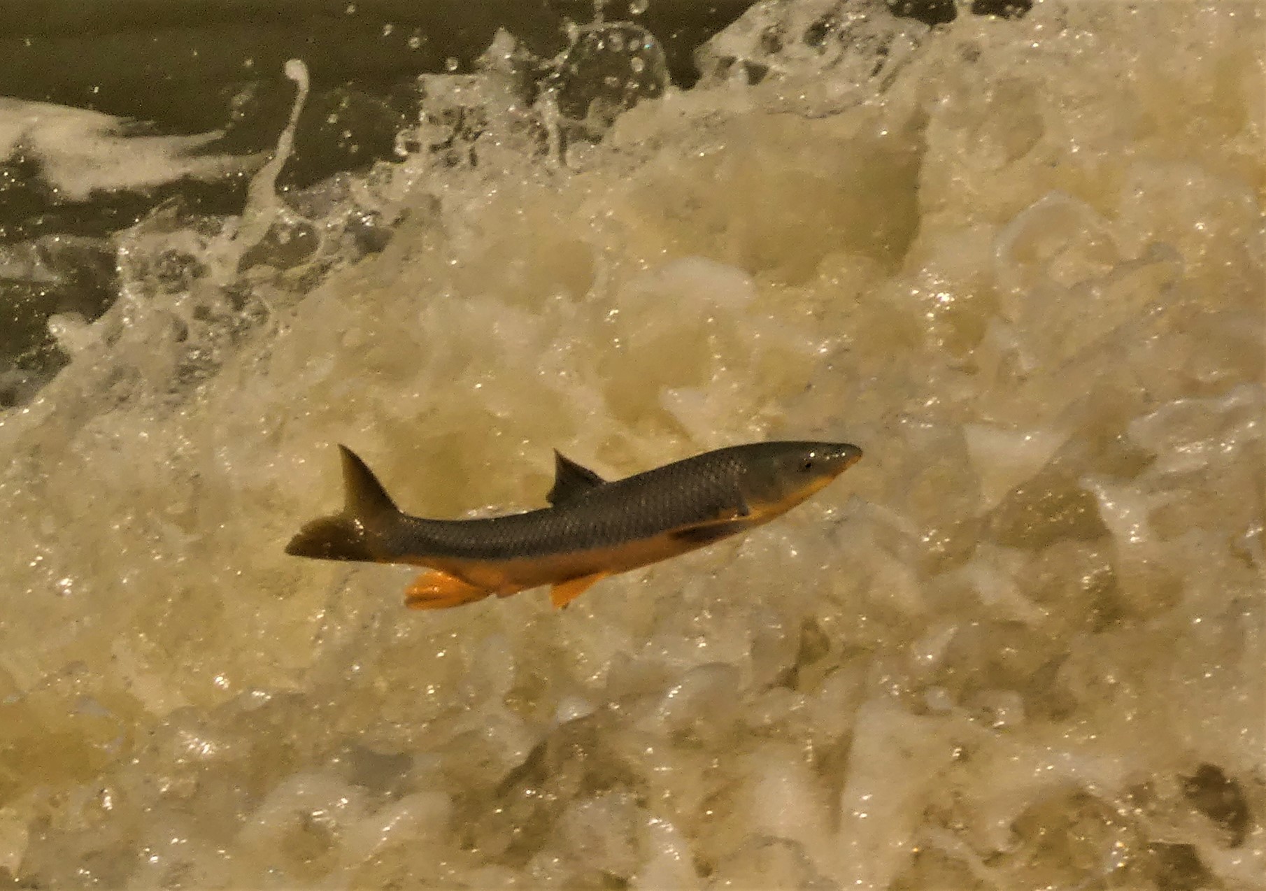Biodiversidad urbana. Peces